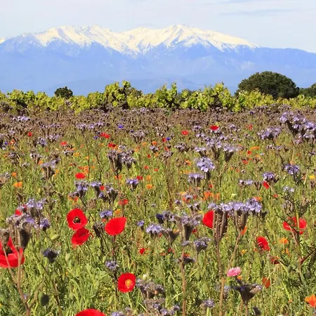 Renove Aux Angles 85634 Appartamento Les Angles (Pyrenees-Orientales)